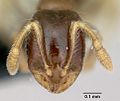 Solenopsis mameti casent0006828 head 1.jpg