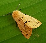 Spilosoma lutea – Männchen