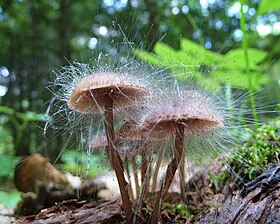 Spinellus fusiger crescendo sobre Mycena haematopus