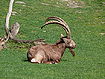 Sibirischer Steinbock