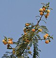 flowers, green pods & leaves in Kolkata, West Bengal, India.