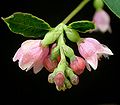 Symphoricarpos albus Sneeuwbes