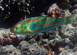 Un labre pourpre (Thalassoma purpureum) en phase terminale