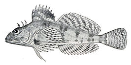 Thyriscus anoplus