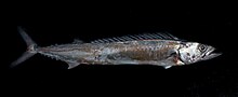 Thyrsites atun, Barracouta or snake Mackerel.jpg