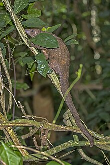 Tree pangolin (Phataginus tricuspis) Nyamebe Bepo.jpg