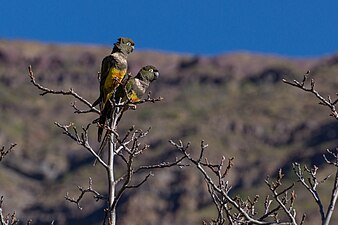 Couple de conures de Patagonie, Rio de los Cipreses, 2014