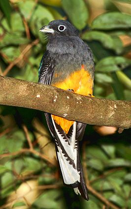 Groenrugtrogon