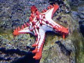 Vöröstüskés csillag (Protoreaster lincki)