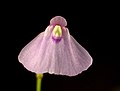 Miniatura para Utricularia dichotoma