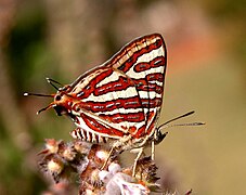 Spindasis vulcanus (Inde).