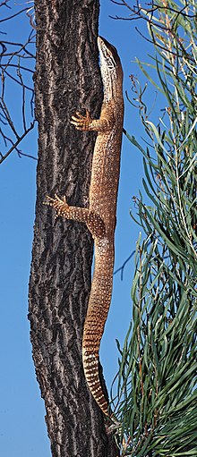 220px-Varanus-gouldii.jpg