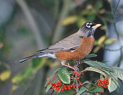 Ceļotājstrazds (Turdus migratorius)