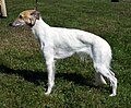 Whippet długowłosy pies MB 01.jpg