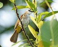 Lakaran kecil untuk Burung Merbah Kapur