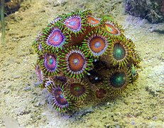 Zoanthus sp en acuario