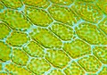 Blattgewebe von Mnium stellare mit Chloroplasten und Zellwand (optische Fokussierung auf die Zellwand)