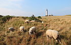 Phare du cap Gris-Nez