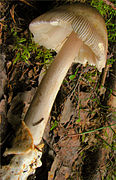 Amanita battarrae sin