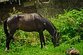 A beautiful horse eating grass in Hawul, Borno State