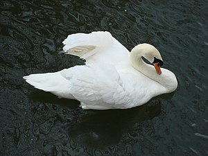 English: A swan afloat