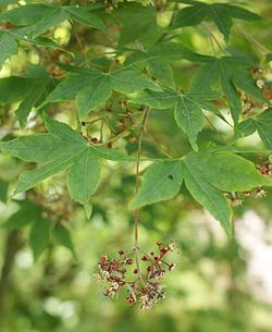 Acer pubipalmatum kz1. jpg