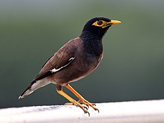 Common myna