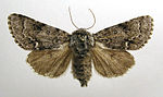 Acronicta menyanthidis – Specimen