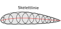 Bild 6: Skelettlinie (mit Konstruktionskreisen)