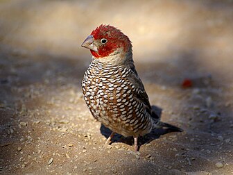 Une amadine à tête rouge (Amadina erythrocephala, Linnaeus, 1758), un estrildidé d’Afrique australe, photographié ici à Sossusvlei, dans le désert de Namib (Namibie). (définition réelle 1 750 × 1 312)