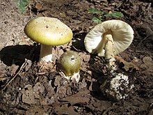 (Amanita phalloides)