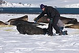מדען מתייג פילי ים באנטארקטיקה