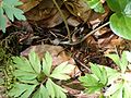 Haselwurz (Asarum europaeum) Aristolochiaceae Blüte hat immer nur 3 Blütenhüllblätter