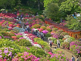 つつじまつりの開催される根津神社