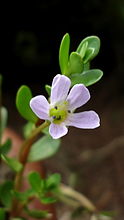 Άνθος Μπακόπα του Μονιέ (Bacopa monnieri).