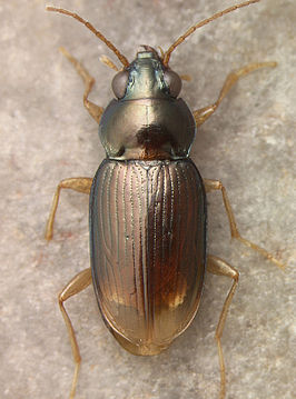 Bembidion xanthacrum