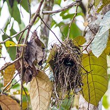 Baggy nest made of grass hung from branch