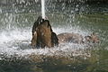 Dauphin du bassin, pendant les grandes eaux