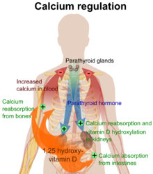 Calcium regulation in the human body. The role of active vitamin D (1,25-dihydroxyvitamin D, calcitriol) is shown in orange. Calcium regulation.png