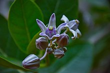 Calotropis gigantea flower in Belur Math, Howrah, West Bengal