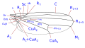 Canacidae wing veins-1.svg