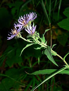 Canadanthus modestus 25051.JPG