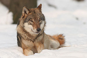 A wolf (canis lupus)