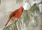 Male cardinal photographed in central Illinois