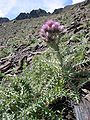 Pyrenäen-Distel (Carduus carlinoides)