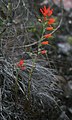 Castilleja integrifolia var. integrifolia