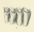 Vignette pour Cervus simplicidens