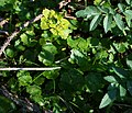 Wechselblatt-Milzkraut (Chryosplenium alternifolium)
