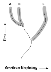 The cladistic or phylogenetic species concept is that a species is the smallest lineage which is distinguished by a unique set of either genetic or morphological traits. No claim is made about reproductive isolation, making the concept useful also in palaeontology where only fossil evidence is available. Cladistic species.svg