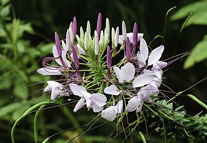 Flor da planta-aranha (Cleome hassleriana) no jardim das borboletas do jardim botânico de Norfolk, Virgínia, Estados Unidos. (definição 4 183 × 2 912)